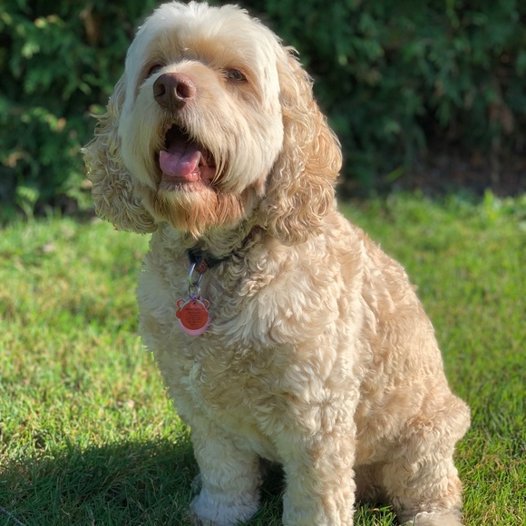 Meet your Posher, Jordan - Picture 1 of 1